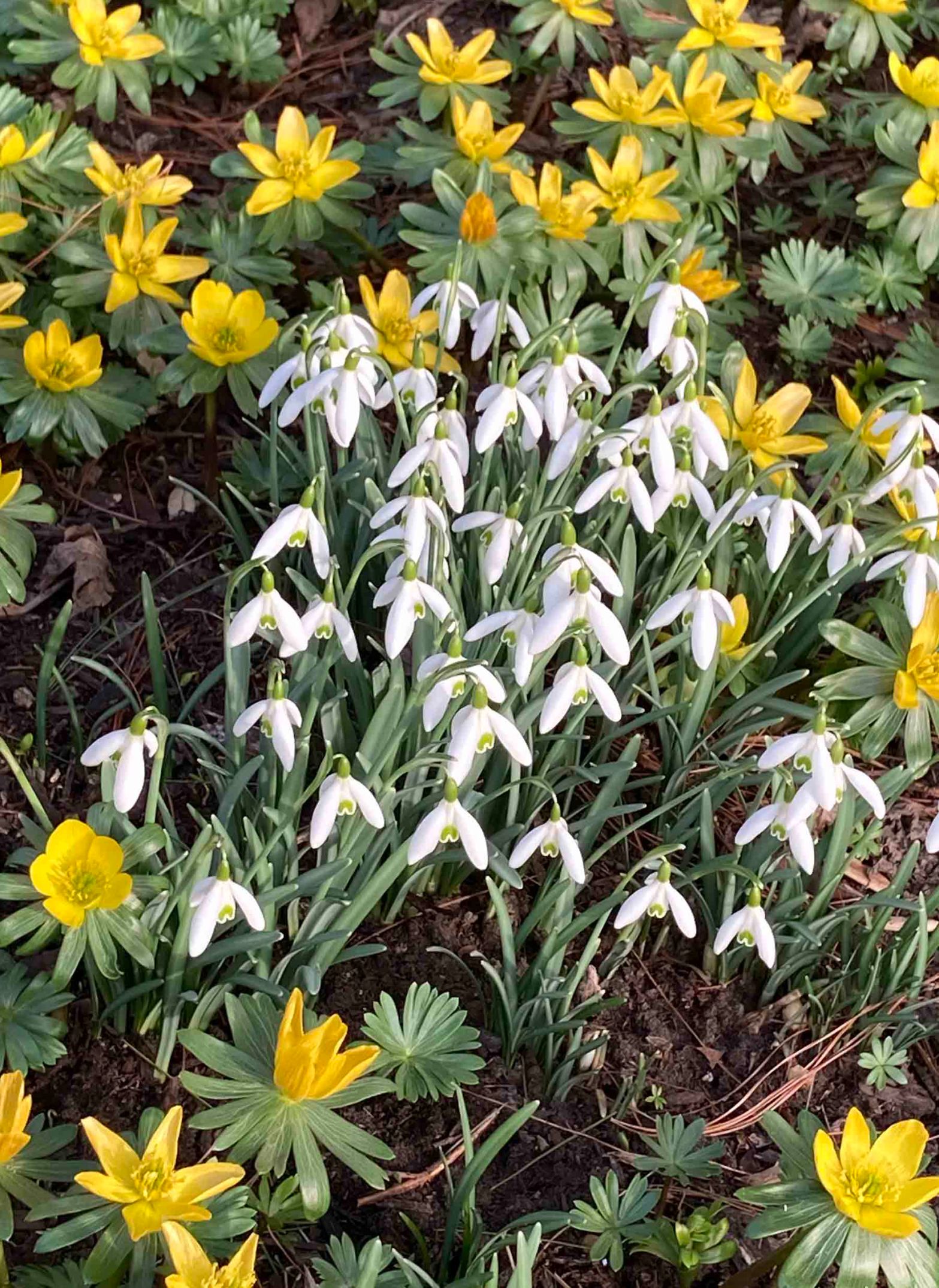 Snowdrops and Winter Aconites
